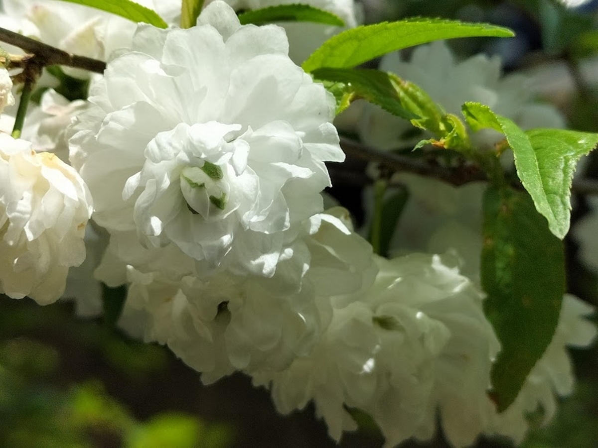 八重の白梅