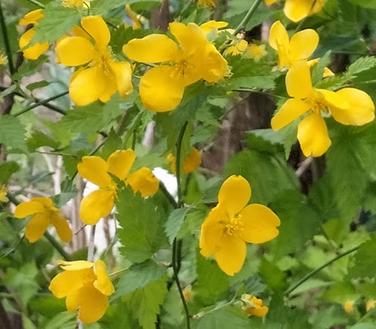 ヤマブキ