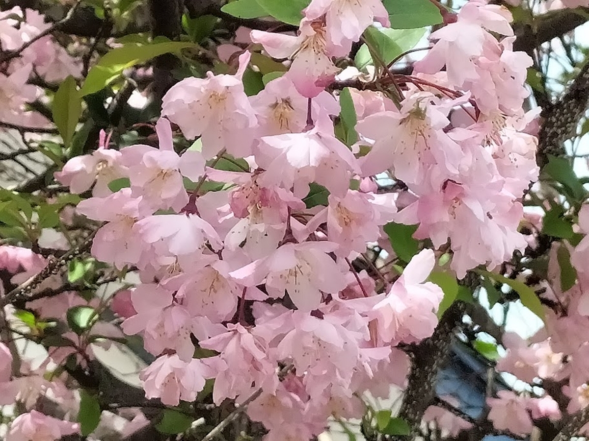 ハナカイドウ