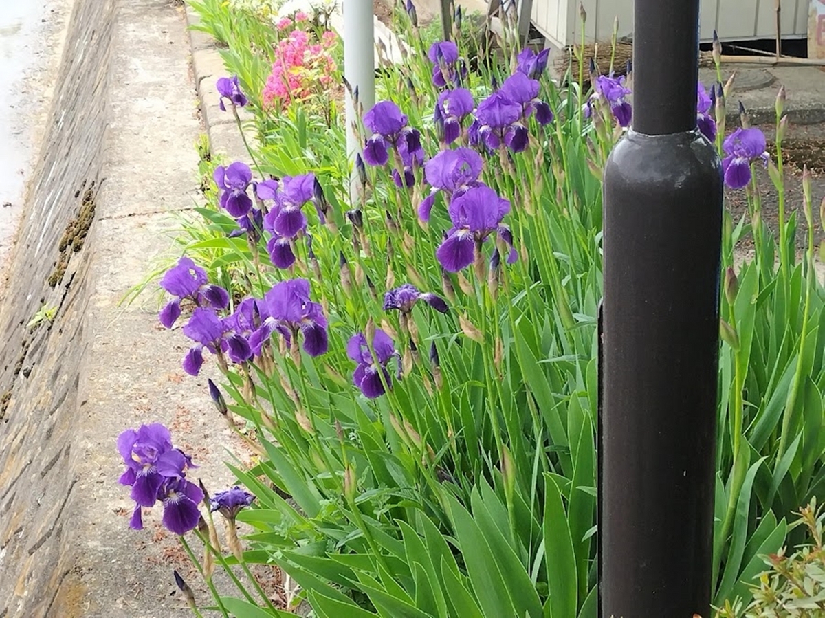 町内会の花