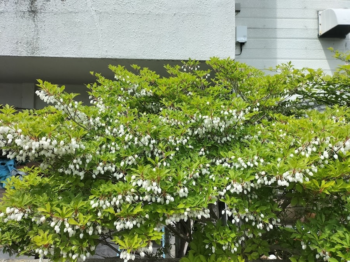 ドウダンツツジ