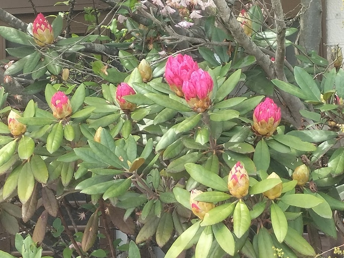 シャクナゲのつぼみ