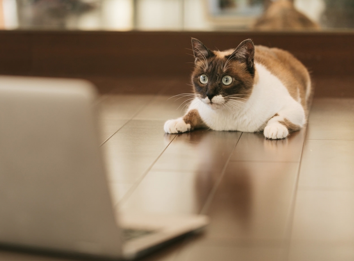 アクセス激増に驚き