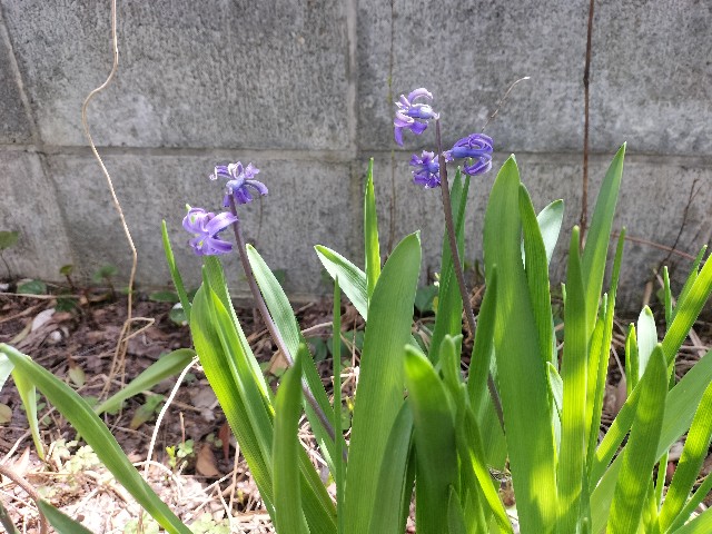f:id:yamauba:20240420154459j:image