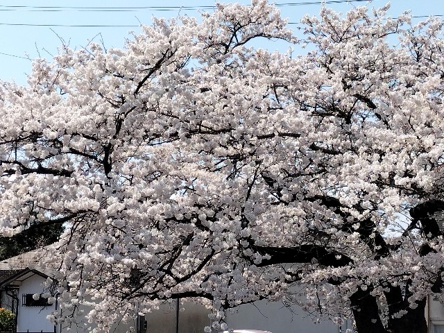 f:id:yamauba:20240421130811j:image