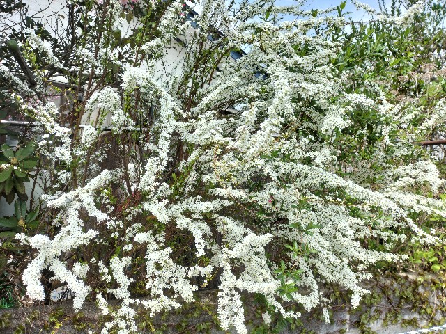 f:id:yamauba:20240422142940j:image f:id:yamauba:20240422142940j:image