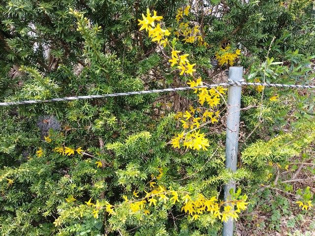 f:id:yamauba:20240422151235j:image f:id:yamauba:20240422151235j:image