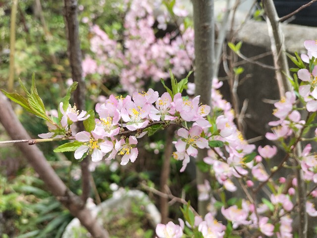 f:id:yamauba:20240424154448j:image