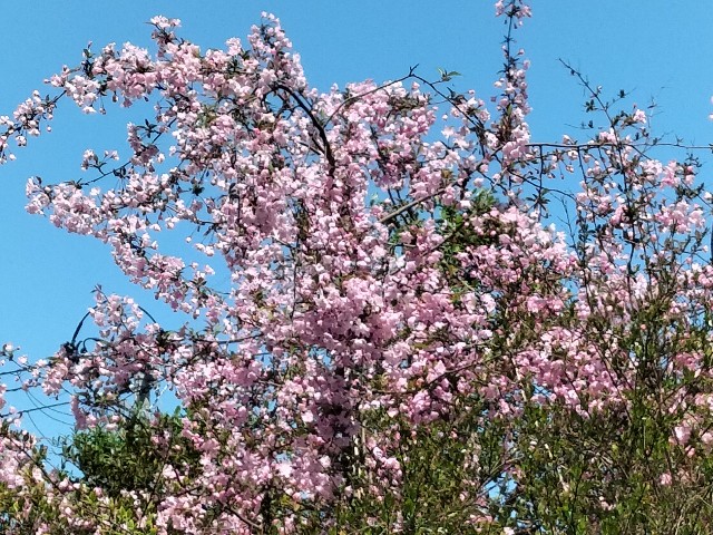 f:id:yamauba:20240427121758j:image f:id:yamauba:20240427121758j:image