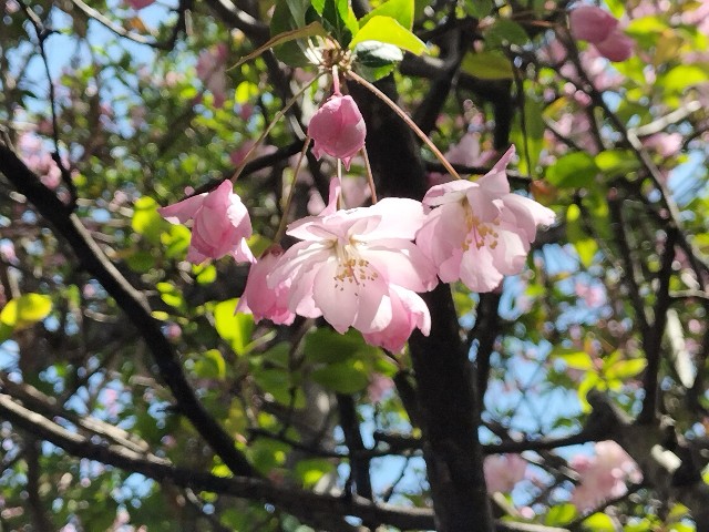 f:id:yamauba:20240427162952j:image f:id:yamauba:20240427162952j:image