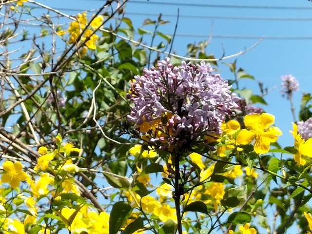 f:id:yamauba:20240428125702j:image f:id:yamauba:20240428125702j:image