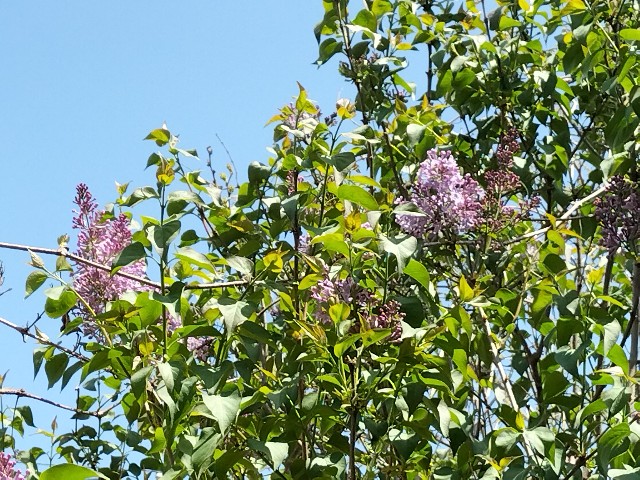 f:id:yamauba:20240428140544j:image f:id:yamauba:20240428140544j:image