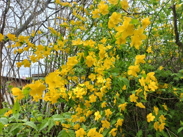 f:id:yamauba:20240428150737j:image f:id:yamauba:20240428150737j:image