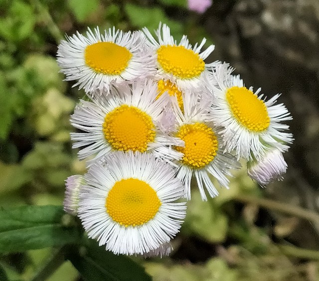 f:id:yamauba:20240511104424j:image