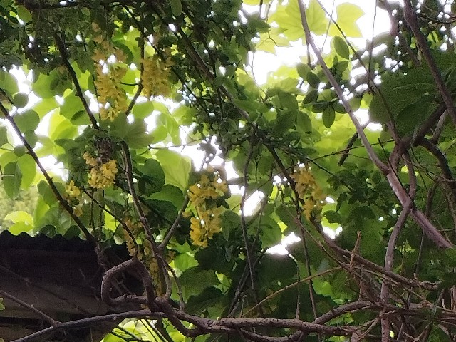 f:id:yamauba:20240511111629j:image