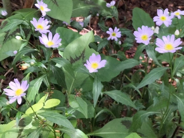 f:id:yamauba:20240512085336j:image