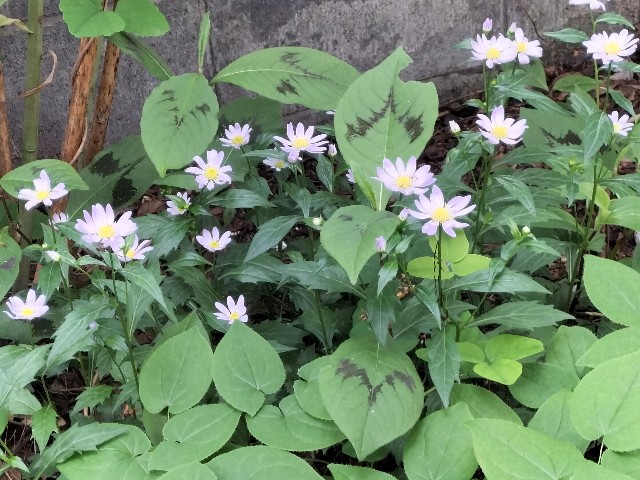 f:id:yamauba:20240519124746j:image
