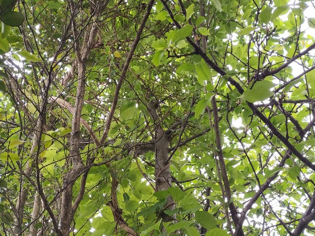 f:id:yamauba:20240521160008j:image