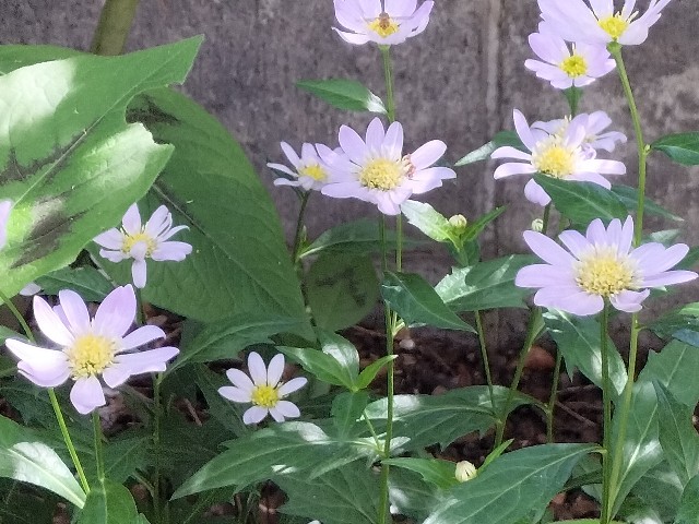 f:id:yamauba:20240526115259j:image