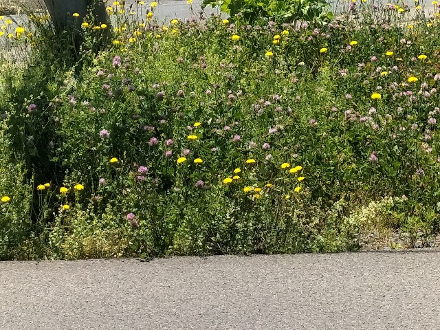 f:id:yamauba:20240530115348j:image f:id:yamauba:20240530115348j:image