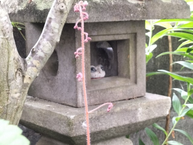 f:id:yamauba:20240602135947j:image