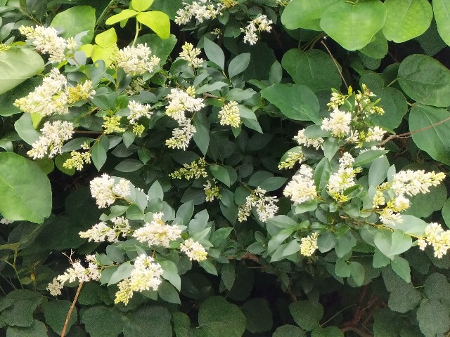 f:id:yamauba:20240624142211j:image