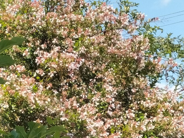 f:id:yamauba:20240627135115j:image f:id:yamauba:20240627135115j:image