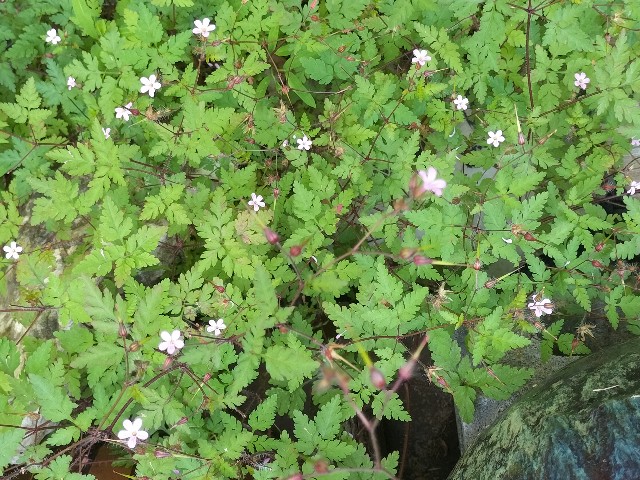 f:id:yamauba:20240711160319j:image