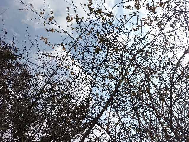 f:id:yamauba:20250401151608j:image