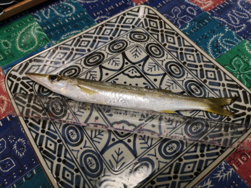 北条湾のカマス