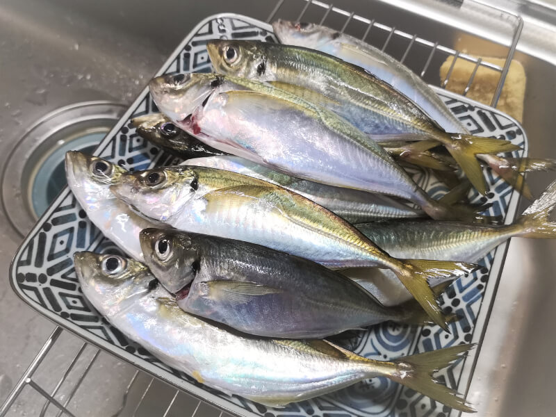 6月のアジ釣果