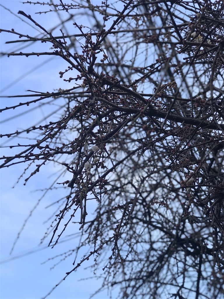 f:id:yamayamaring:20210207193159j:plain