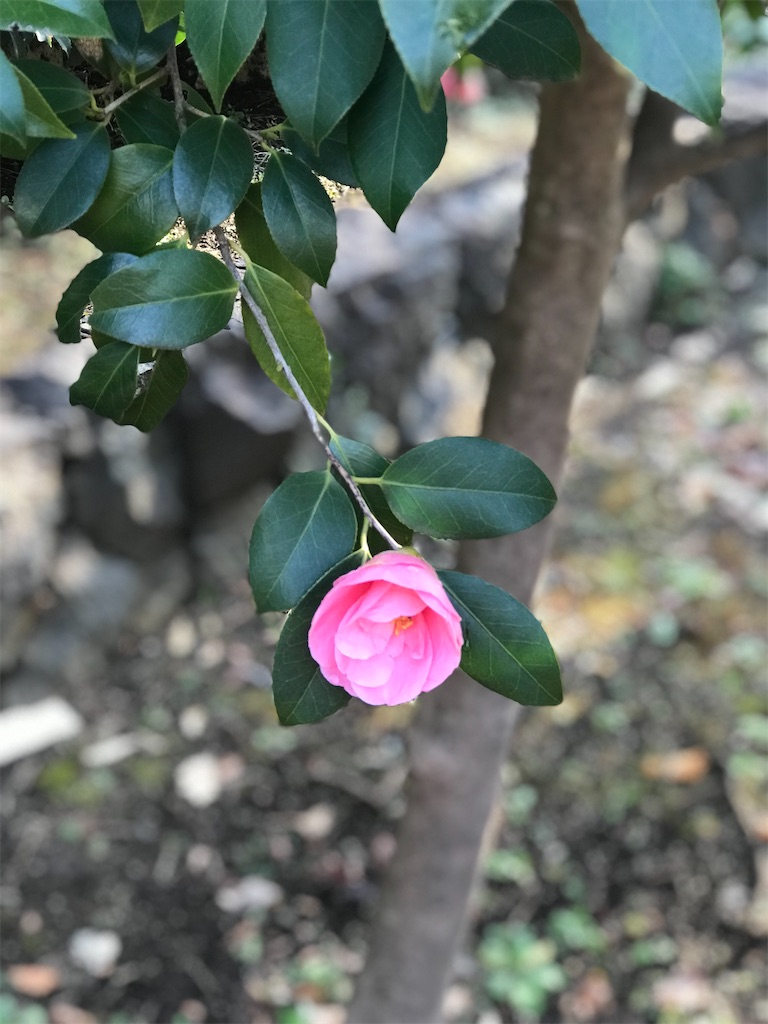 f:id:yamayamaring:20220304144615j:plain