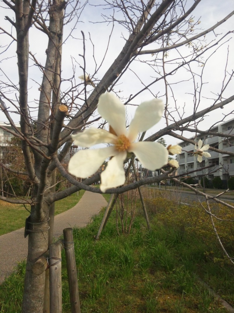 f:id:yamazon:20210204160435j:plain