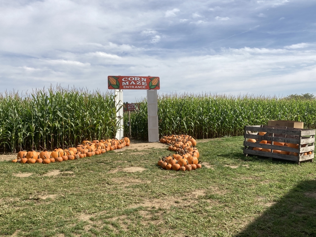 アメリカはもうハロウィンモード!?パンプキンパッチ＆コーンメイズへ 【コロナ禍】新婚医師のアメリカ留学記【ニューヨーク州】