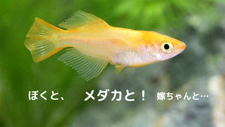 メダカを飼おう 屋内飼育での水草 アナカリスがおすすめ やんぼ暮らし