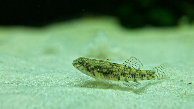 世界が広がる メダカと一緒に飼える生き物 5選 やんぼブログ