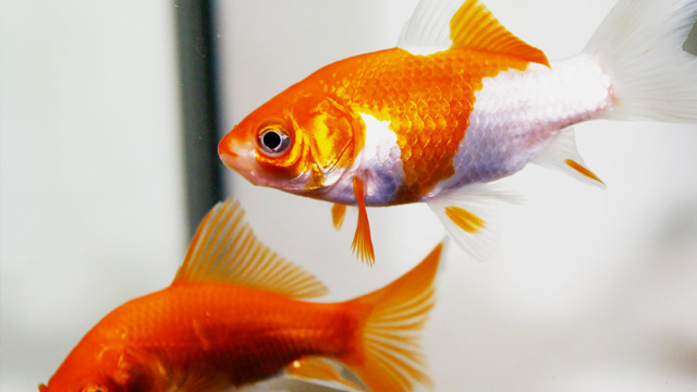 要注意 メダカといっしょに飼ってはダメな生きもの おじさんは反抗期