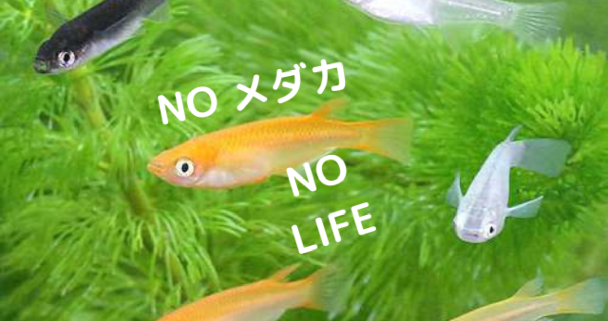 失敗しない 孵化したばかりのメダカ どうする やんぼブログ