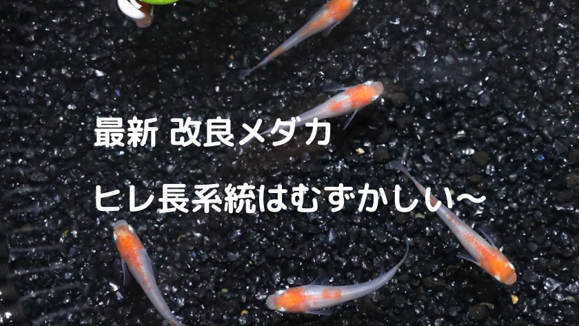 超難関 メダカのヒレの長さ と 価格 が正比例する時代が到来 おじさんは反抗期