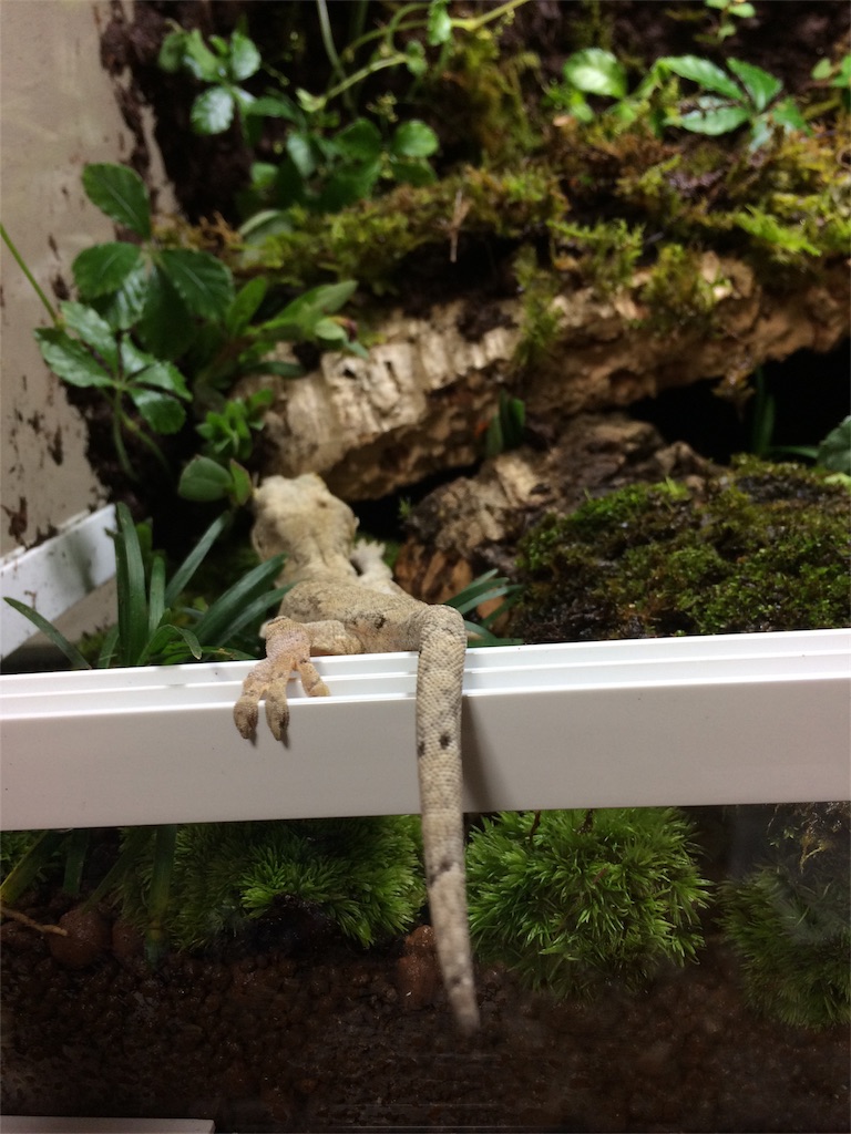 f:id:yamopeta:20160926002716j:image f:id:yamopeta:20160926002716j:image
