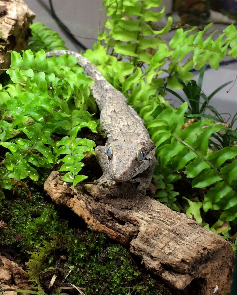 f:id:yamopeta:20161002174855j:image f:id:yamopeta:20161002174855j:image