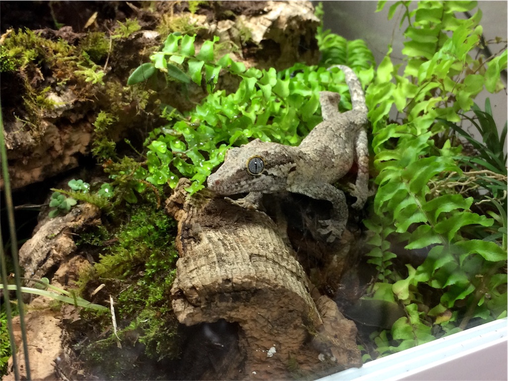 f:id:yamopeta:20161002174919j:image f:id:yamopeta:20161002174919j:image