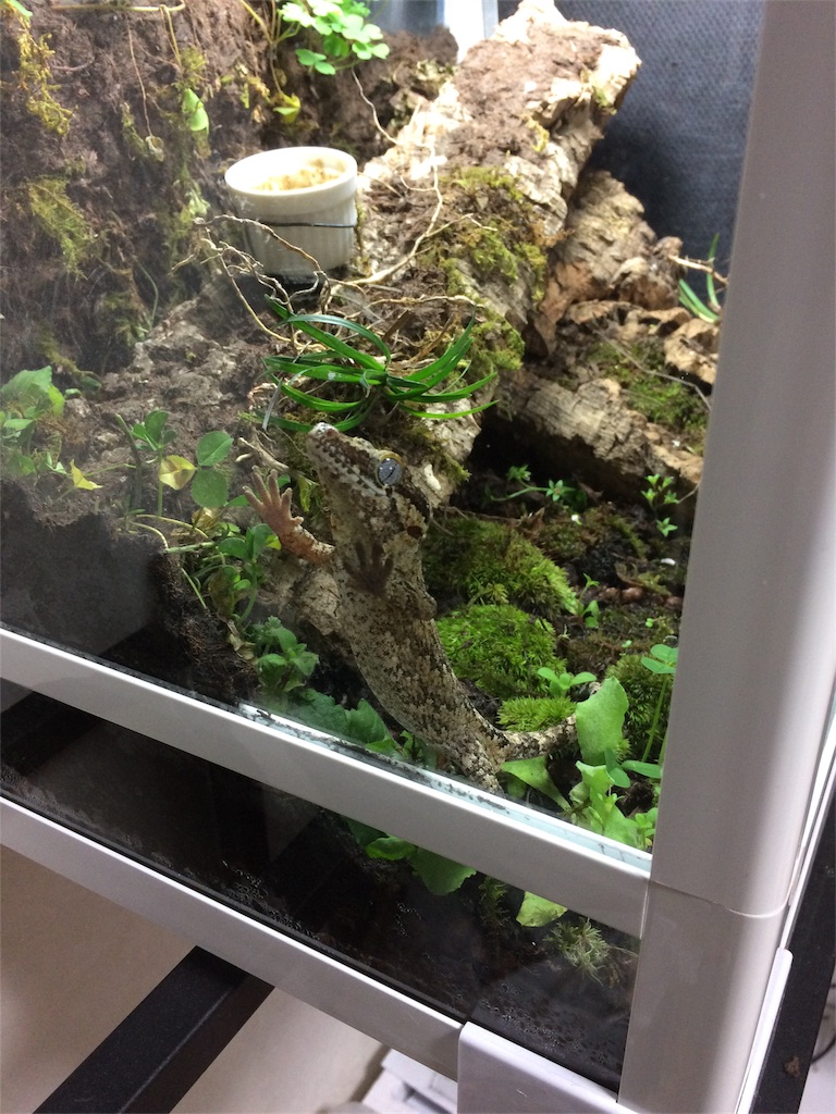 f:id:yamopeta:20161113070903j:image f:id:yamopeta:20161113070903j:image