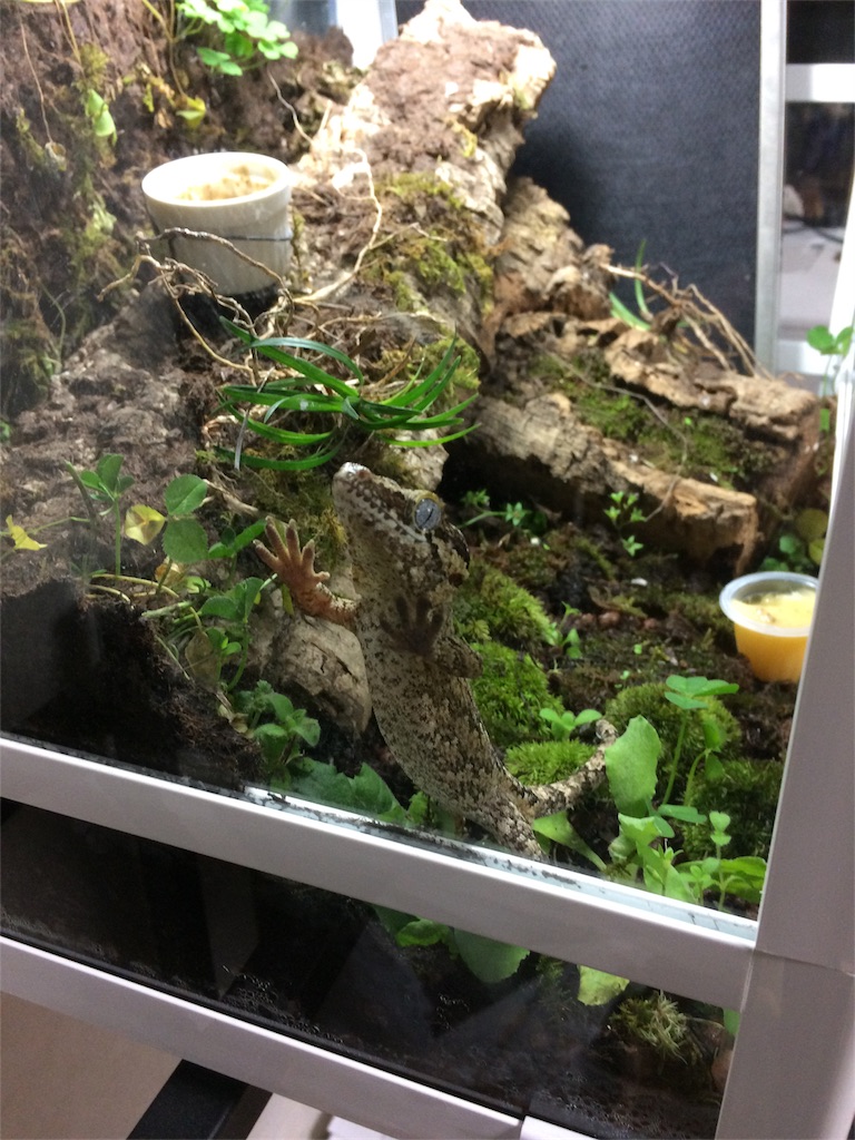 f:id:yamopeta:20161113070935j:image f:id:yamopeta:20161113070935j:image