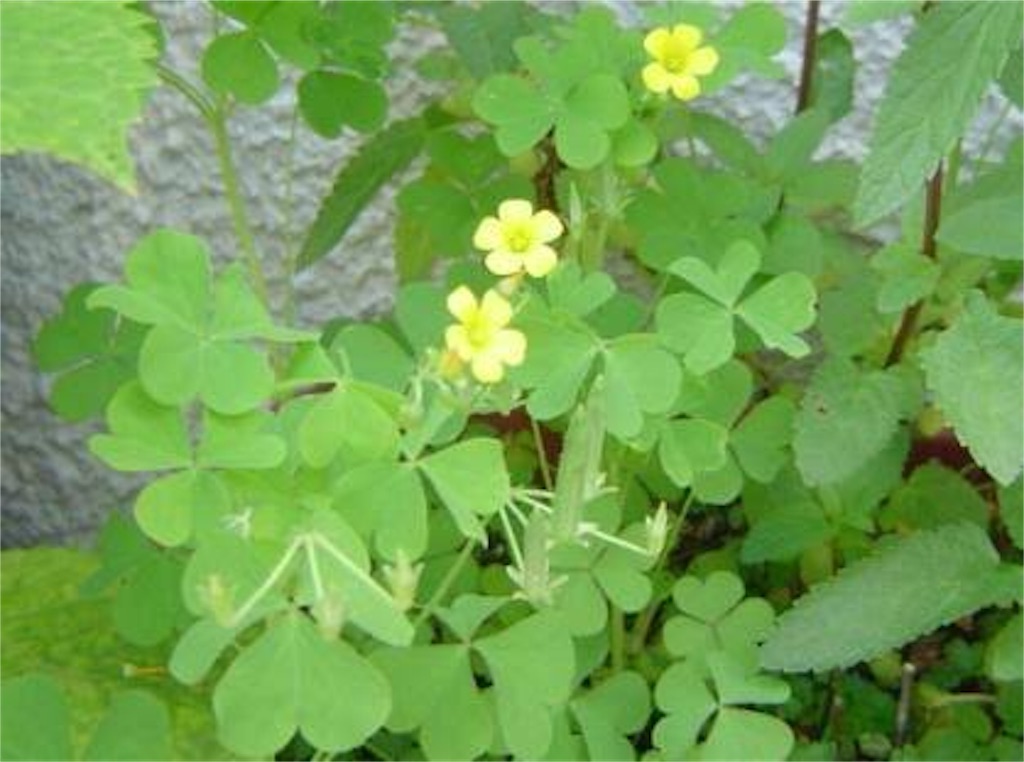 f:id:yamopeta:20161117195055j:image f:id:yamopeta:20161117195055j:image