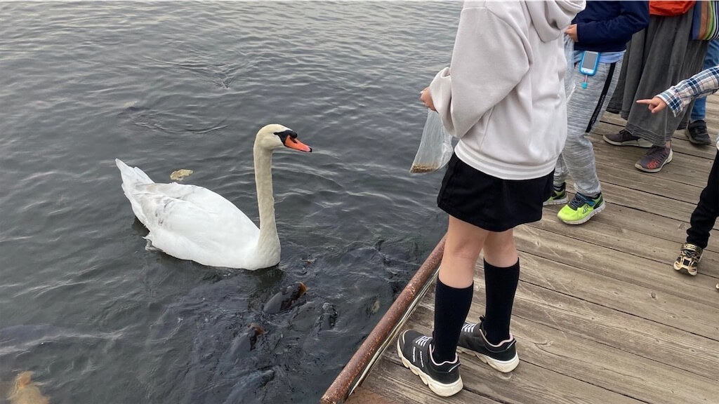 山中湖のほとりで白鳥へのエサやり