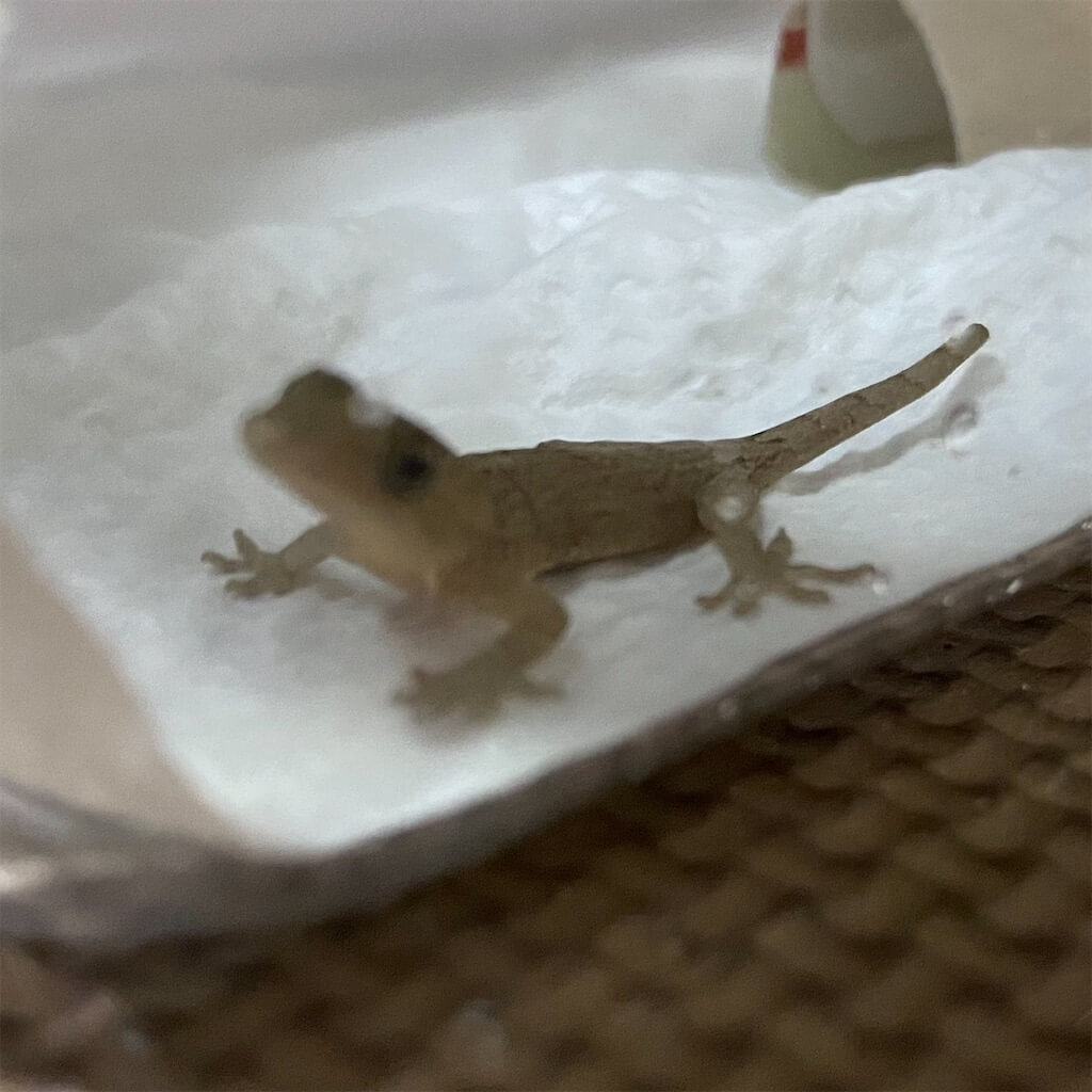 ヤモリの赤ちゃん ヤモリの赤ちゃん
