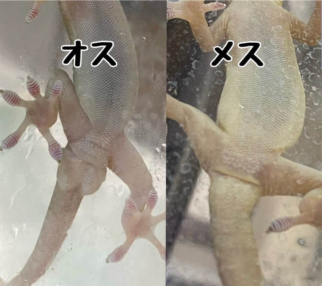 ニホンヤモリの雌雄の比較