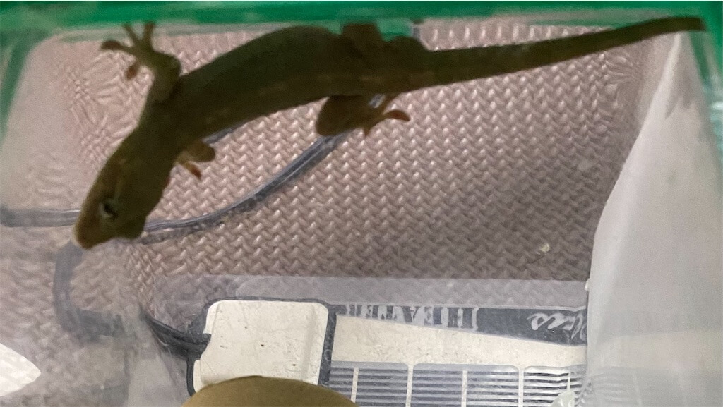 ニホンヤモリ